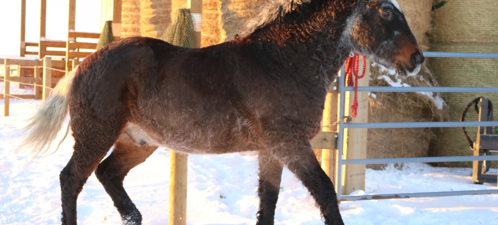 Does horse health = horse welfare?