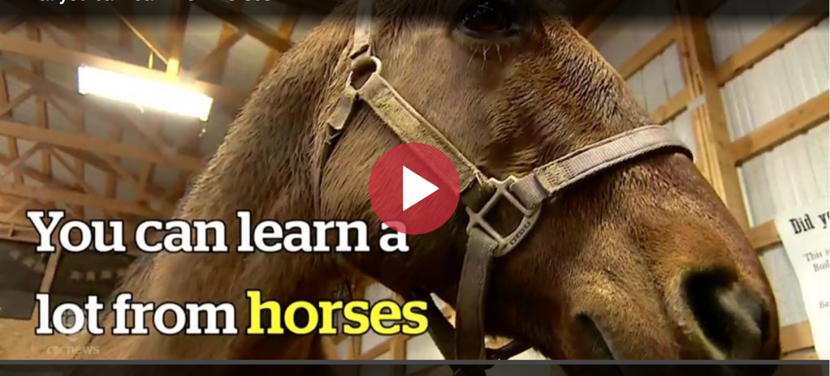CBC Feature on Equine Connection
