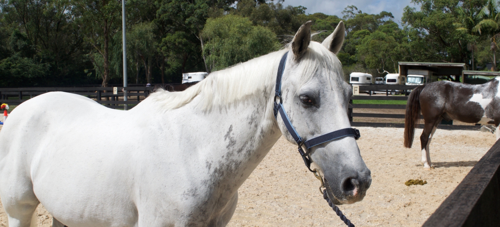 How Does Mindset & Connection Play a Role In Horse Welfare? w/ Jane Pike @ Confident Rider