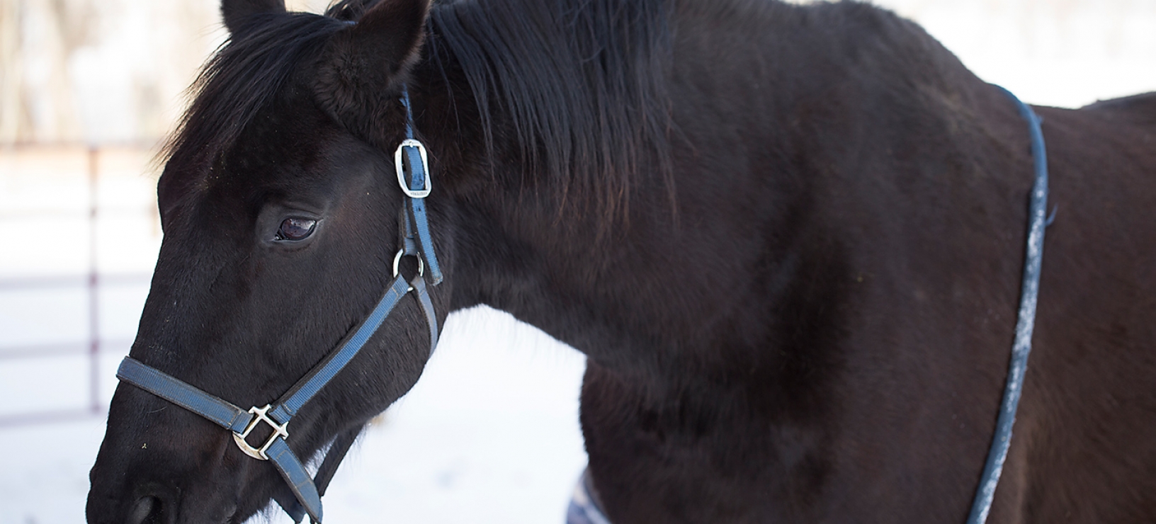 Making the Wrong Thing Hard and the Right Thing Easy w/ Warwick Schiller @ Warwick Schiller Performance Horsemanship