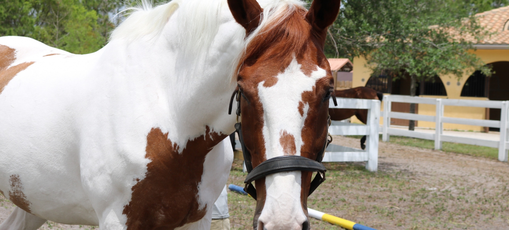 Working "With" Your Horse VS "Using" w/ Schelli Whitehouse @ The Equine Inspired Life