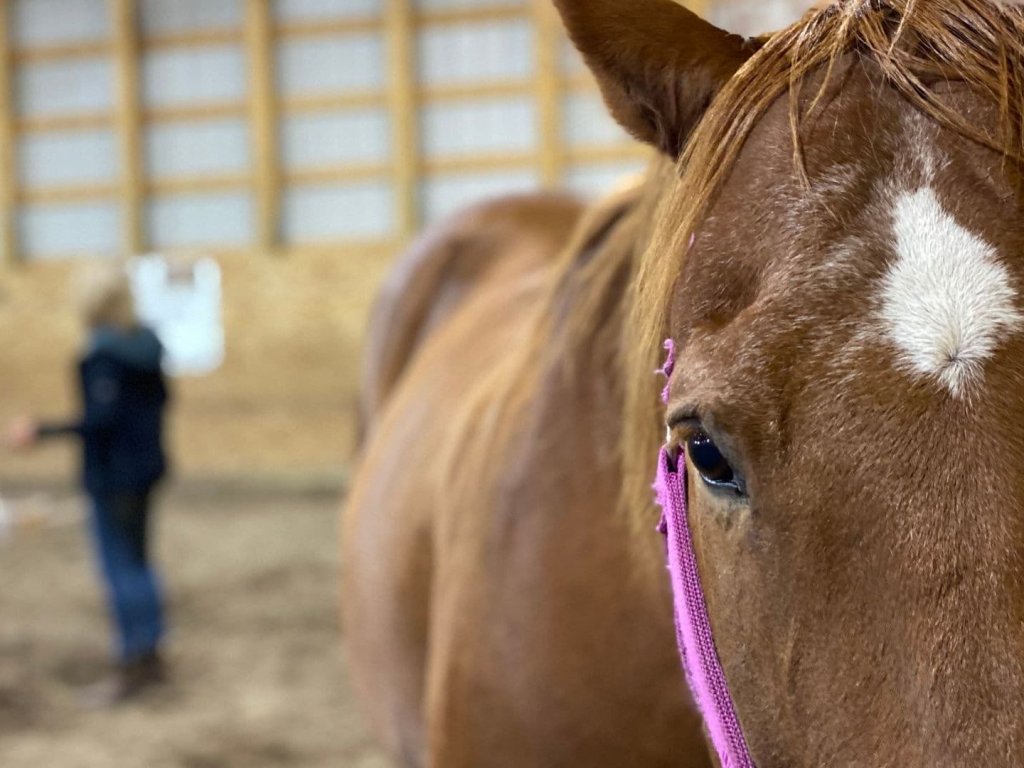 It's Not Your Dream If It's Not Hard - Part 9 - The Crystallization of Equine Connection