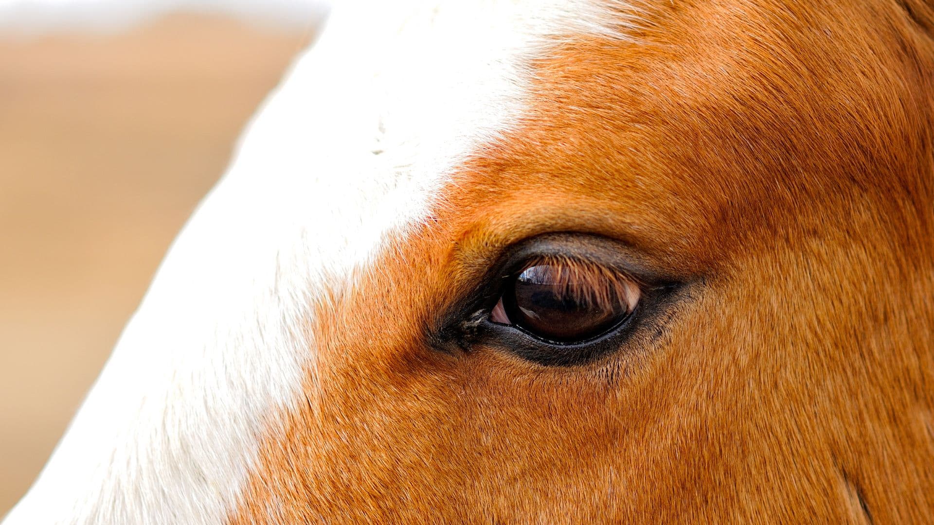 Certified Facilitator Training - How to run an educational webinar called “Why the Horse Is the Teacher.” 