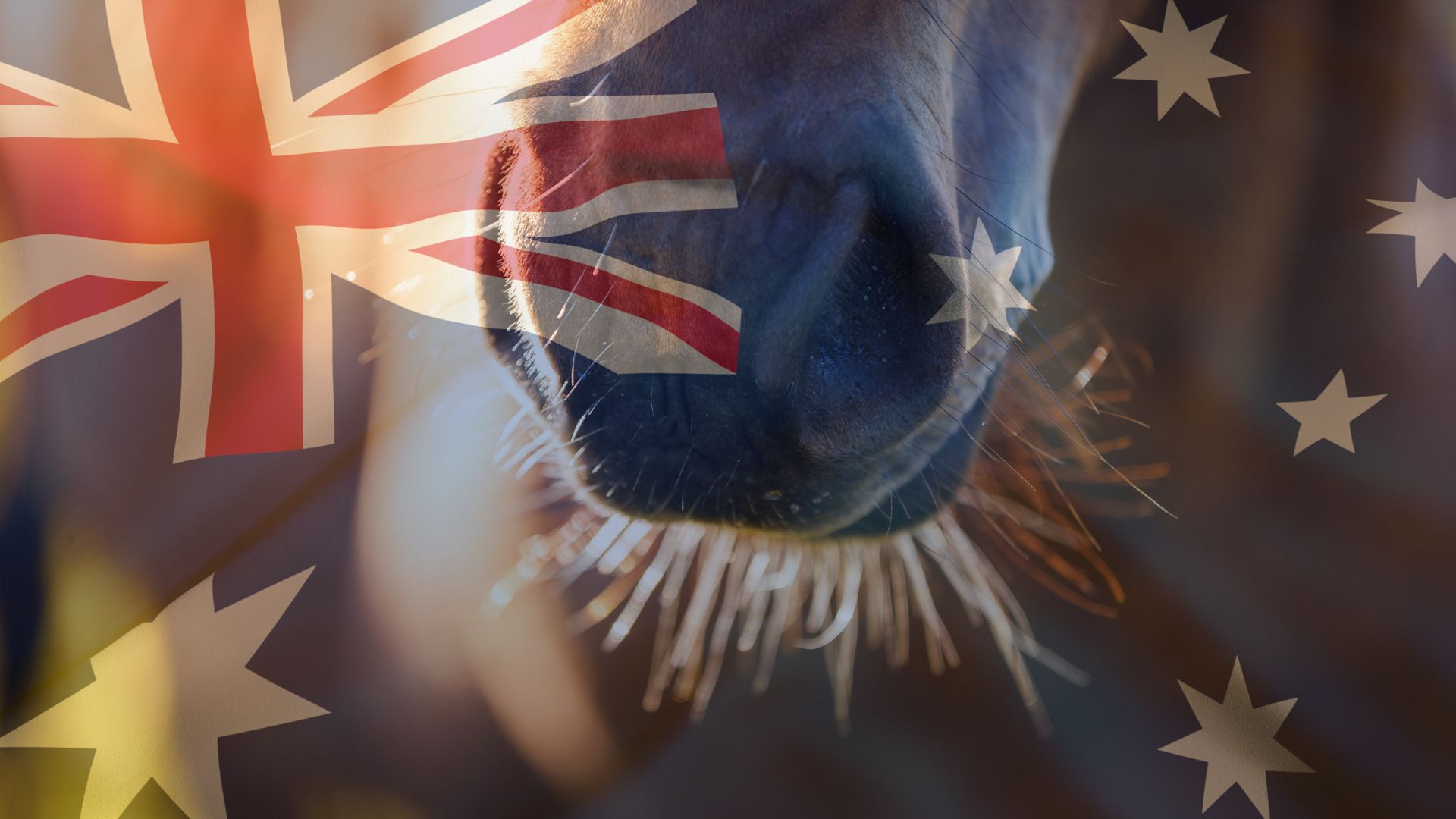 FB Live with our Aussie Instructor Jane Hemingway Mohr